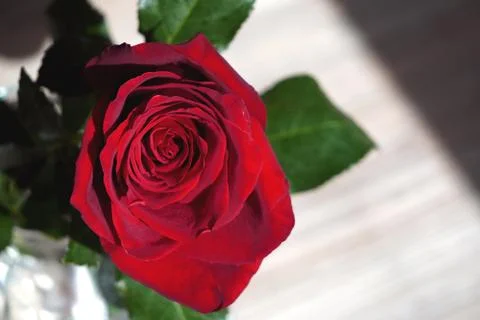 Large dark red rose on a light background. Red flower. A gift to a woman. Gro Stock Photos