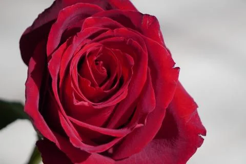 Large dark red rose on a light background. Red flower. A gift to a woman. Gro Stock Photos