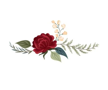 Large dark red rose. Vector illustration on a white background. 库存插图
