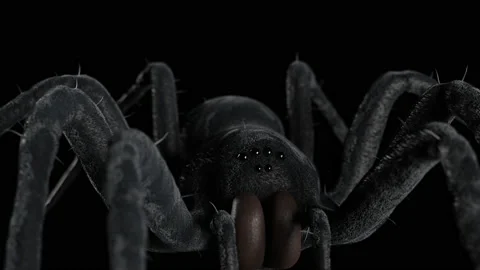 Large dark spider close-up on a black background Stock Footage 205091028