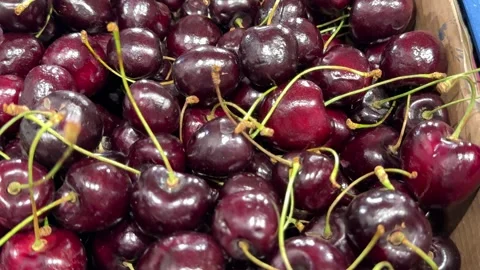 Large dark sweet cherries displayed for sale in a supermarket produce section Stock Footage 346188803