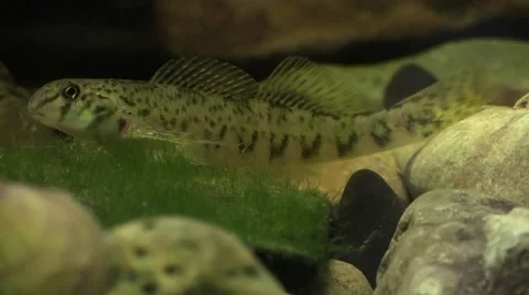 Large darter fish on river bottom Stock Footage 67689232
