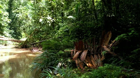 A large, dead and brown colored palm leaf gives a tropical feeling Stock Footage 234960830