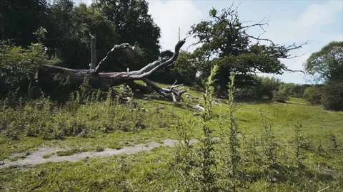 A large dead fallen tree with tall weeds in the British countryside Stockbeeldmateriaal 134460681