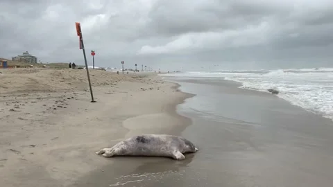 Large dead grey seal washed ashore on Netherlands coast 動画素材 139509821