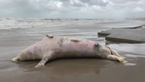 Large dead grey seal washed ashore on the Netherlands coast 動画素材 139509830