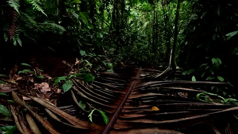 A large dead palm tree leave laying on the ground of a tropical forest Stockbeeldmateriaal 336929859
