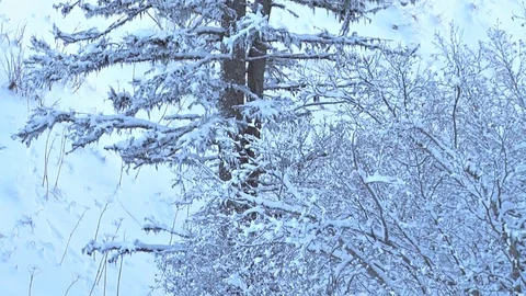 Large dead snowy spruce tree in winter Stock Footage 74090066