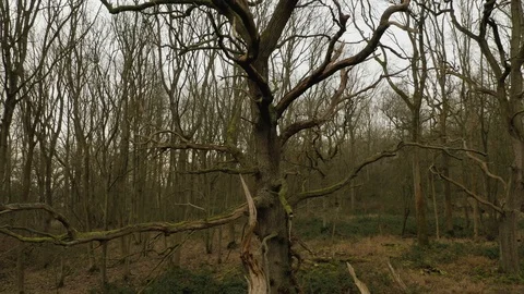 Large dead tree with beautiful branches drone aerial 4k Stock Footage 114150219