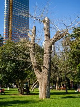 Large dead tree in the park. A chopped gray tree. Stock Photos
