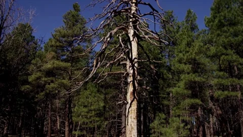 Large dead tree standing within a green pine forest Stock Footage 329667224
