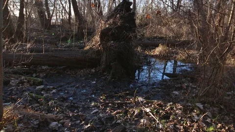 Large dead uprooted tree lies in the bare forest Video stock 123979739