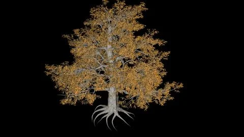 Large deciduous tree in autumn 3D Model