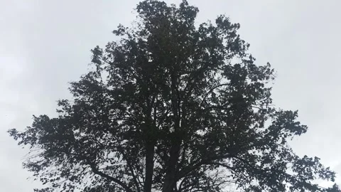 Large deciduous tree crown silhouetted against overcast grey Stock Footage 347586956