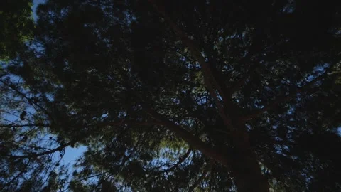 Large Deciduous Tree. Slow Motions. 4K Stock Footage 287586609