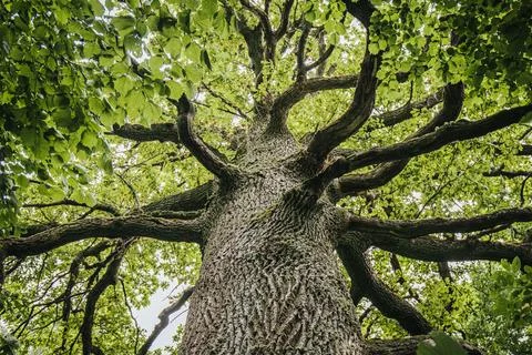 Large deciduous tree with sprawling branches and lush green leaves viewed f.. Stock Photos