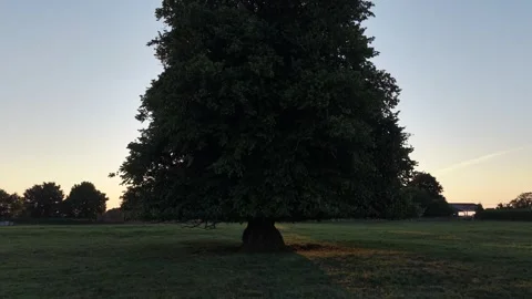 Large Deciduous Tree Standing in an Open Grass Field at Sunset 動画素材 339745374