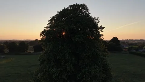 Large Deciduous Tree Standing in an Open Grass Field at Sunset Видео 339745377