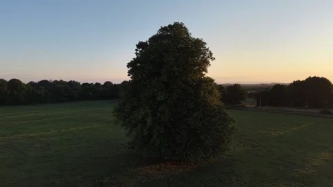 Large Deciduous Tree Standing in an Open Grass Field at Sunset Video stock 339745392