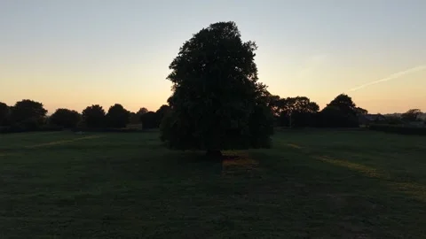 Large Deciduous Tree Standing in an Open Grass Field at Sunset Vidéo 339745417