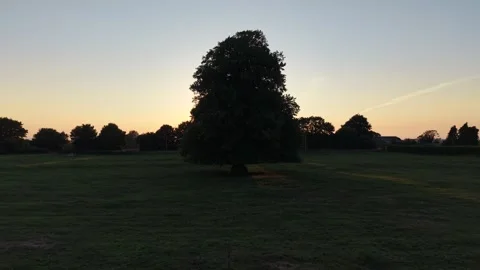 Large Deciduous Tree Standing in an Open Grass Field at Sunset Stock Footage 339745443