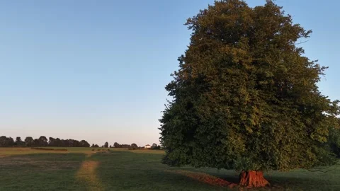 Large Deciduous Tree Standing in an Open Grass Field at Sunset Vidéo 339745461