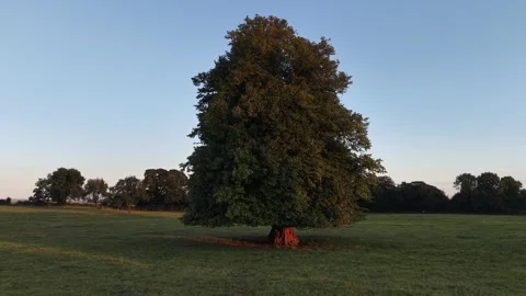 Large Deciduous Tree Standing in an Open Grass Field at Sunset Video stock 339745470