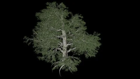 Large deciduous tree in the summer 3D Model