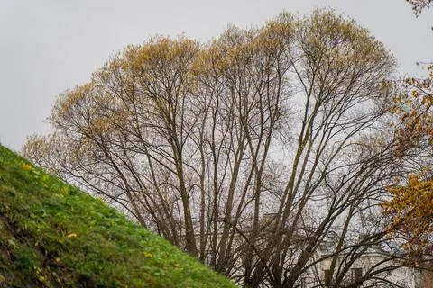 Large deciduous tree with thin remaining autumn leaves Stock Photos