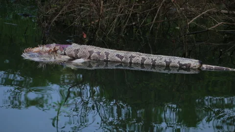 A large decomposing Indian python floating in Kabini river, partially submerged Video stock 304665654