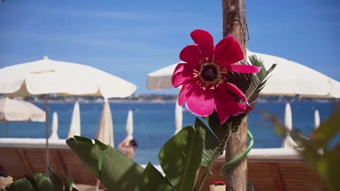 Large decorative pink flower displayed at a luxury beachfront resort with Stock Footage 336972523
