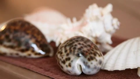 Large Decorative Seashells Neatly Arranged on a Towel in a SPA Center Stock Footage 293746042