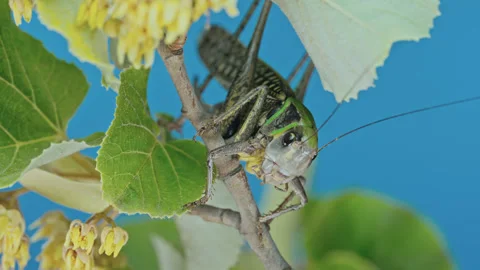 Large Decticus verrucivorus grasshopper on lime tree branch amount vivid green Stock Footage 340054635