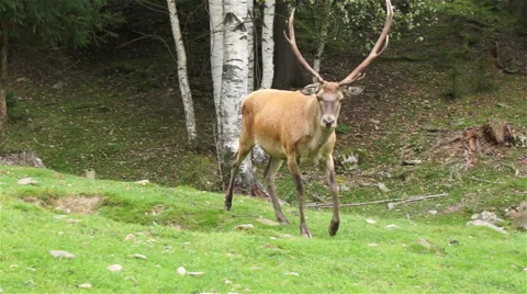 Large deer with horns coming close Stock Footage 41257507
