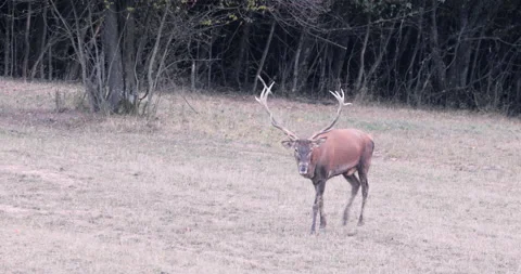 A large deer with an impressive set of antlers Stock Footage 162385718