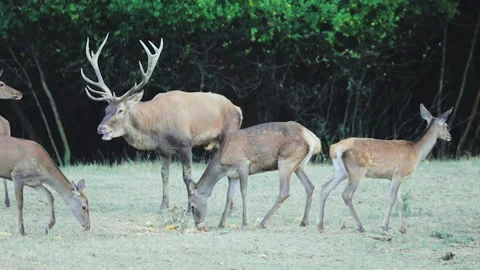 A large deer with large antlers with its hinds in slow motion Stockbeeldmateriaal 162889460
