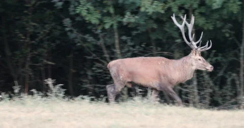 Large deer with massive horns on the edge of a clearing Stock Footage 139873775