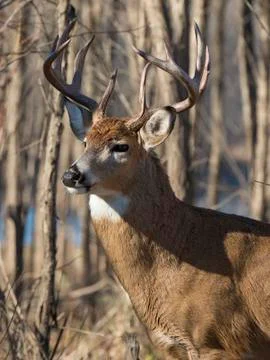 Large Deer Stock Photos