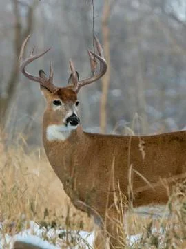 Large Deer Stock Photos