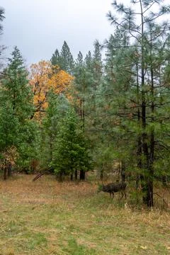 Large Deer Walking in the Fall Color Forest of Yosemite Park With Cloudy Skie Stock Photos