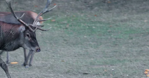 A large deer walks around its hinds Stock Footage 162393763