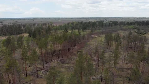 Large deforestation area dead dry trees lay down scattered on ground Stock Footage 134194083