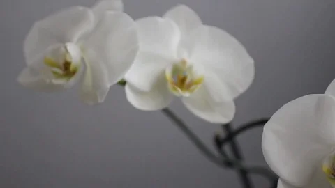 Large delicate buds of white orchids. fully blossomed in the Studio on a gray Vídeos de archivo 74023538