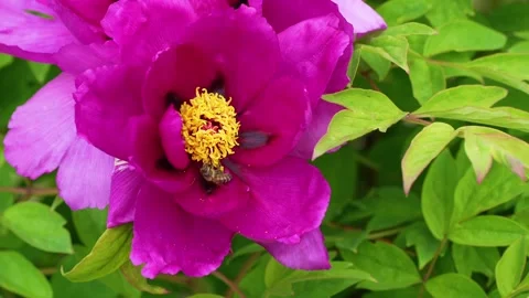 A large delicate pink flowers of a tree peony is illuminated by the golden Stock Footage 256198032