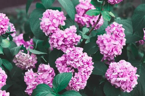 A large dense bush of lilac hydrangea in the garden in cold colors. Stock Photos