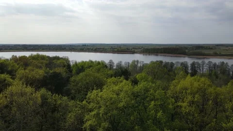 Large dense forest Stock Footage 194483206