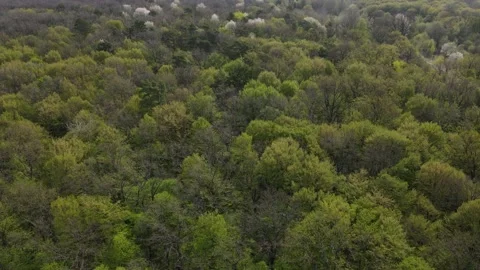 Large dense forest Stock Footage 194483263