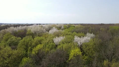 Large dense forest Stock Footage 194483476