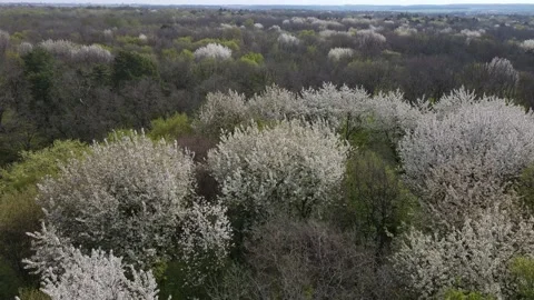 Large dense forest Stock Footage 194483548