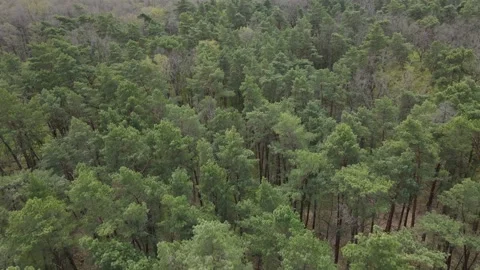 Large dense forest Stock Footage 194484008
